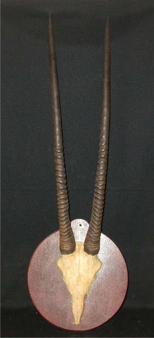 antelopehorns.jpg